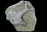 Crinoid (Onychocrinus) Fossil - Crawfordsville, Indiana #94741-1